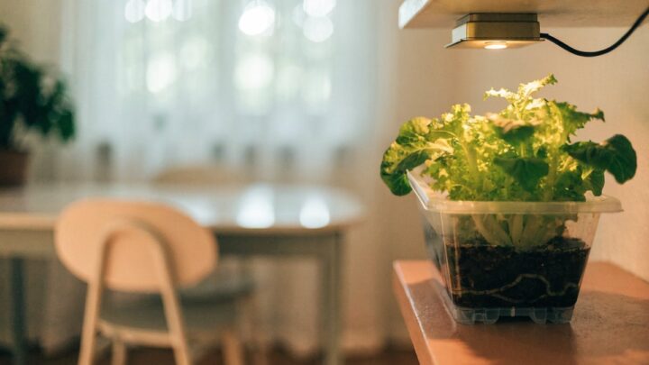 A iluminação artificial na hidroponia aumenta muito a conta de luz?