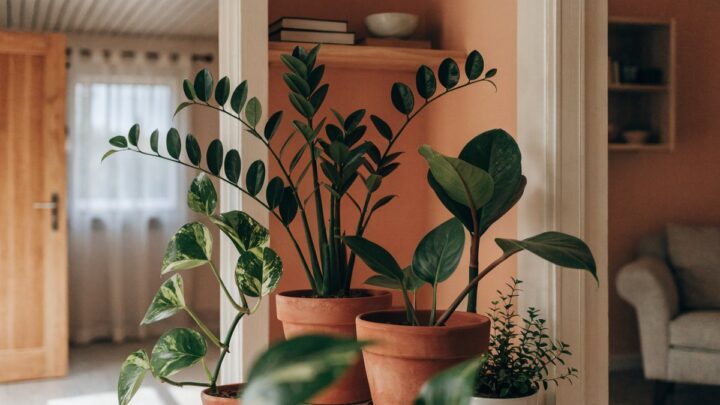 Como adaptar plantas em apartamentos com pouca luz natural