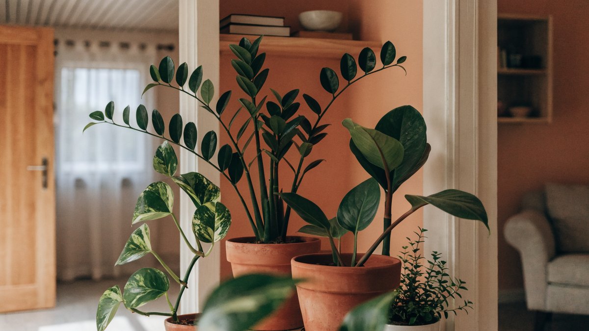 Como adaptar plantas em apartamentos com pouca luz natural