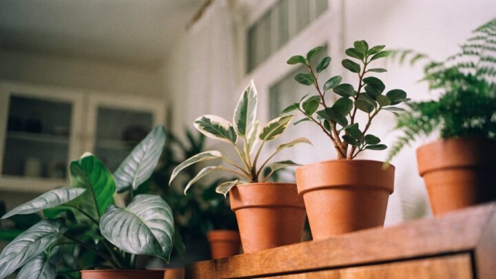 Como escolher a planta ideal para espaços com pouca luz natural
