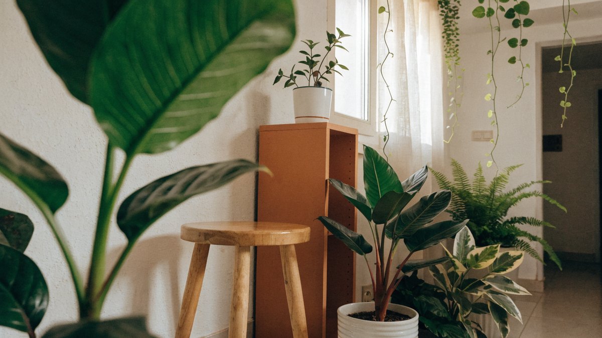 Como montar um cantinho verde em casa pequena