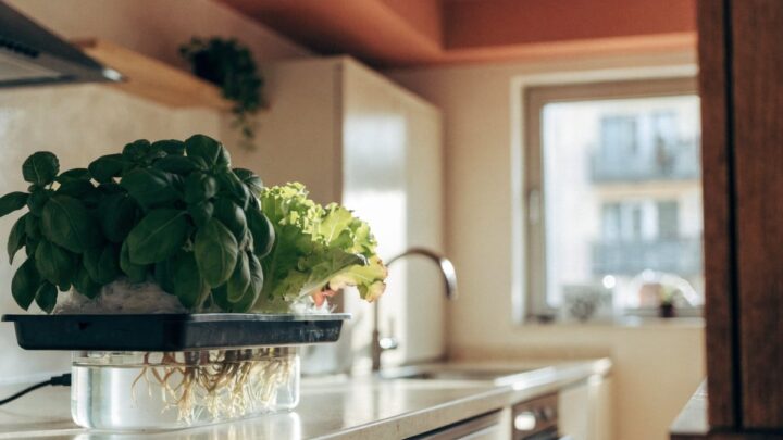 Como montar uma hidroponia em apartamento pequeno
