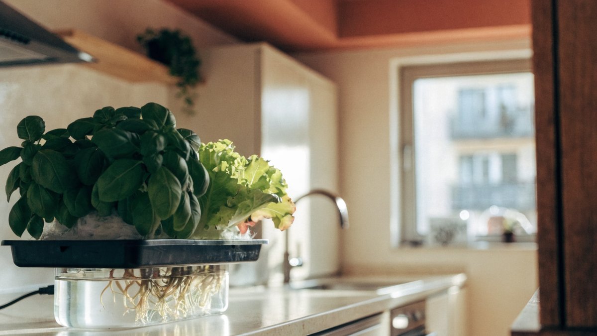 Como montar uma hidroponia em apartamento pequeno
