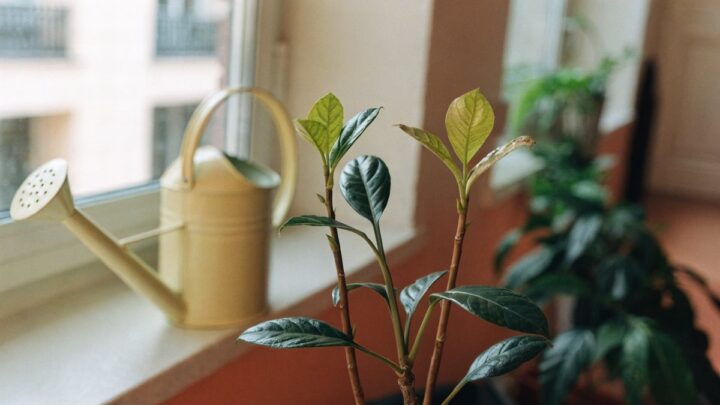Como recuperar as plantas que estão murchando