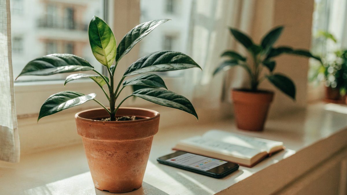 Pesquisar os cuidados básicos da planta faz toda a diferença no começo.