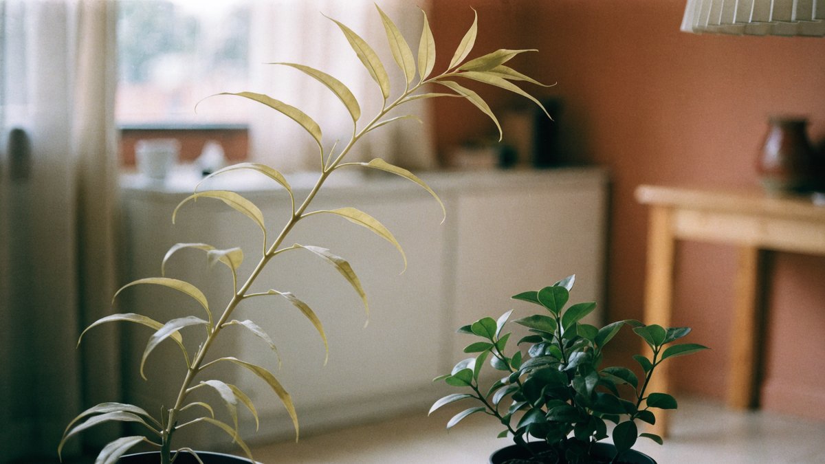 Luz fraca ou distante deixa a planta estiolada e fraca.