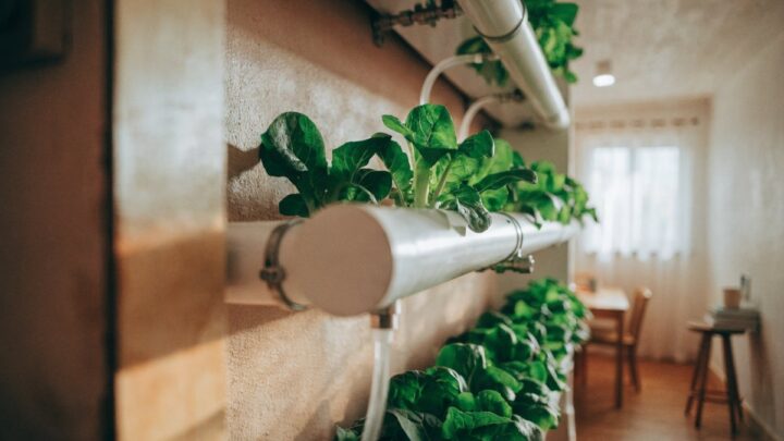Hidroponia em canos de PVC: sistemas para espaços pequenos