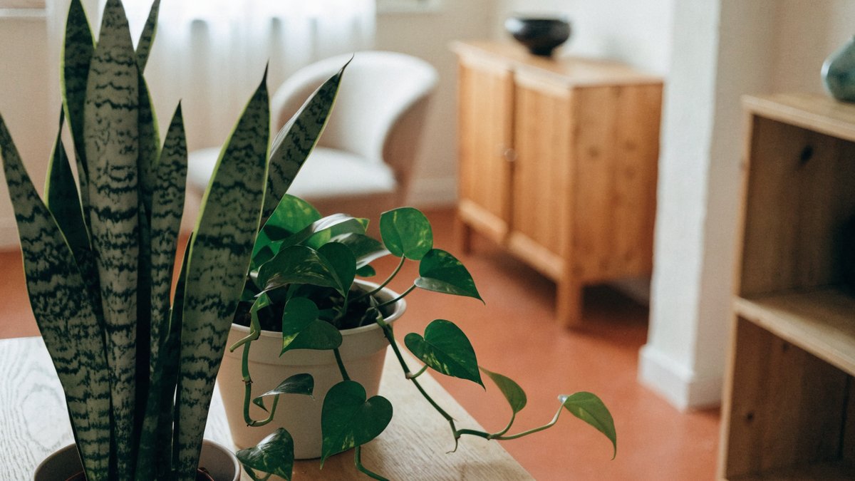 Plantas fáceis para quem mora em apartamento sem varanda