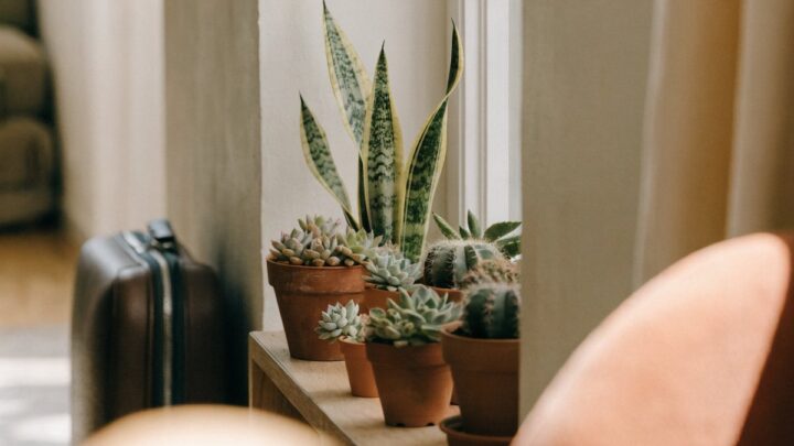 Plantas para quem viaja com frequência