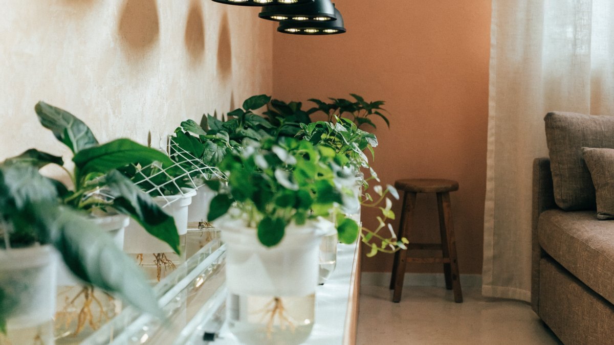 Por que a iluminação artificial é essencial para hidroponia