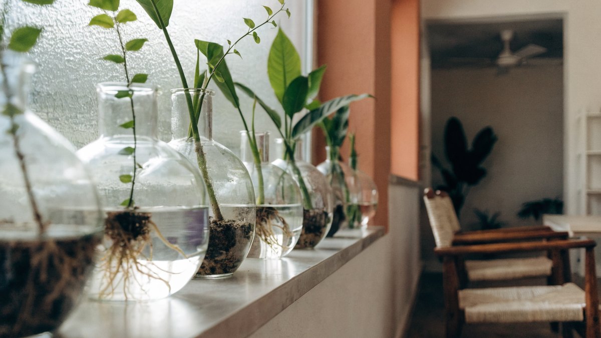 Vasos de vidro transparente viram peça de decoração.