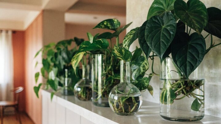 Quais plantas decorativas se adaptam melhor à hidroponia?