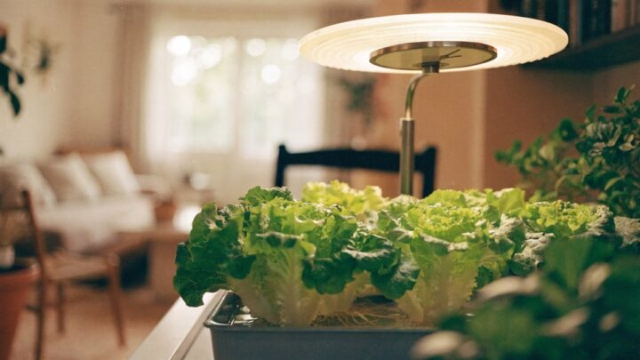 Quantas horas de luz as plantas hidropônicas precisam?