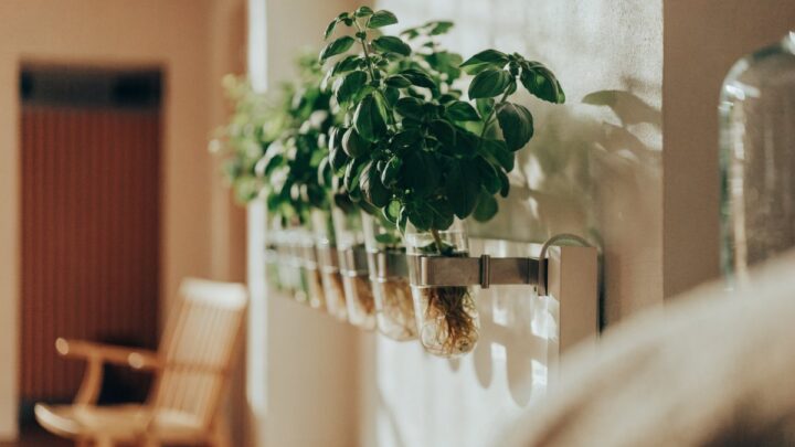 Soluções de hidroponia para apartamentos sem varanda