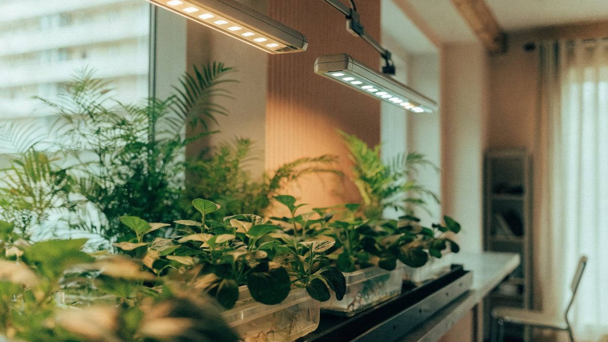 Luz quente e fria afetam o crescimento das plantas.
