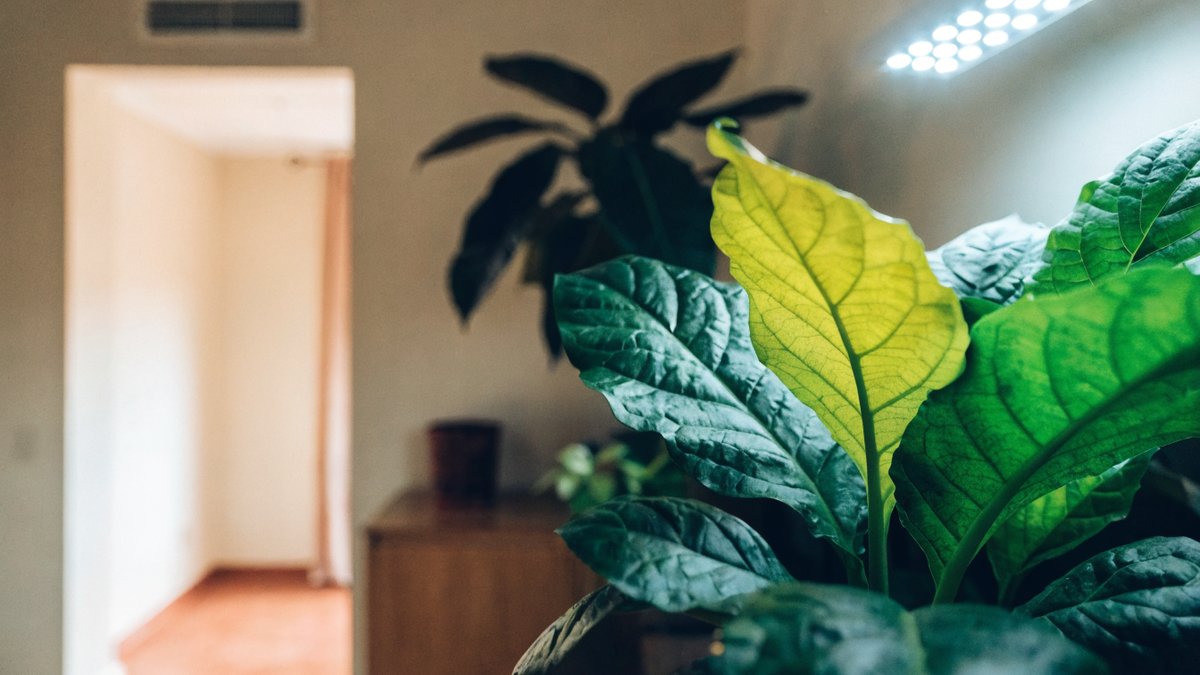 Escolher a temperatura de cor certa otimiza cada fase.